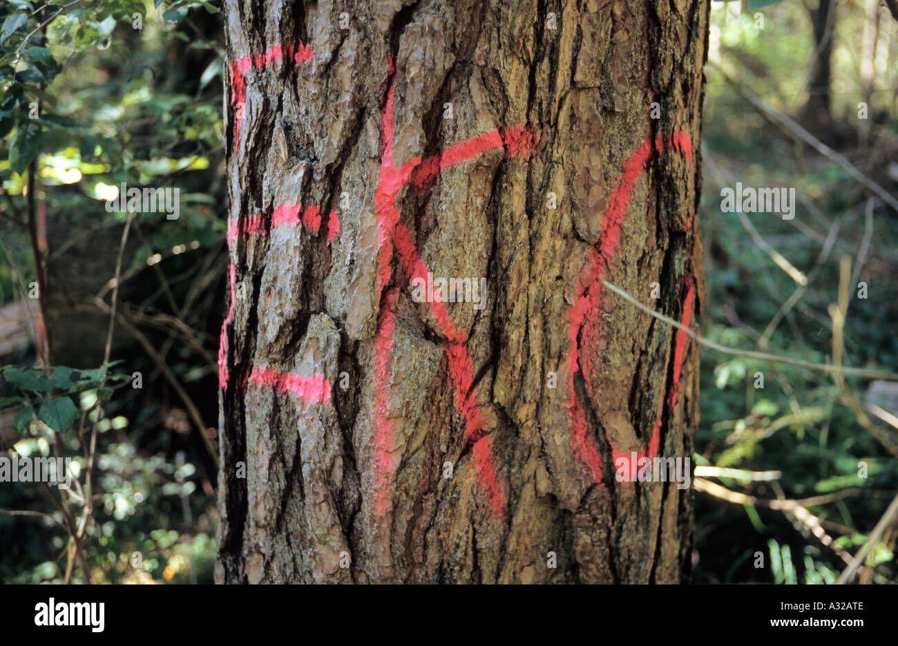 Eko segno su pine tree trunk in Vidzeme Lettonia Foto Stock