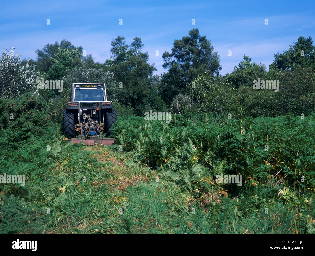 Il trattore lo sfioramento bracken invadendo brughiera controllato dal taglio ripetitivi Surrey in Inghilterra Regno Unito Regno Unito Foto Stock