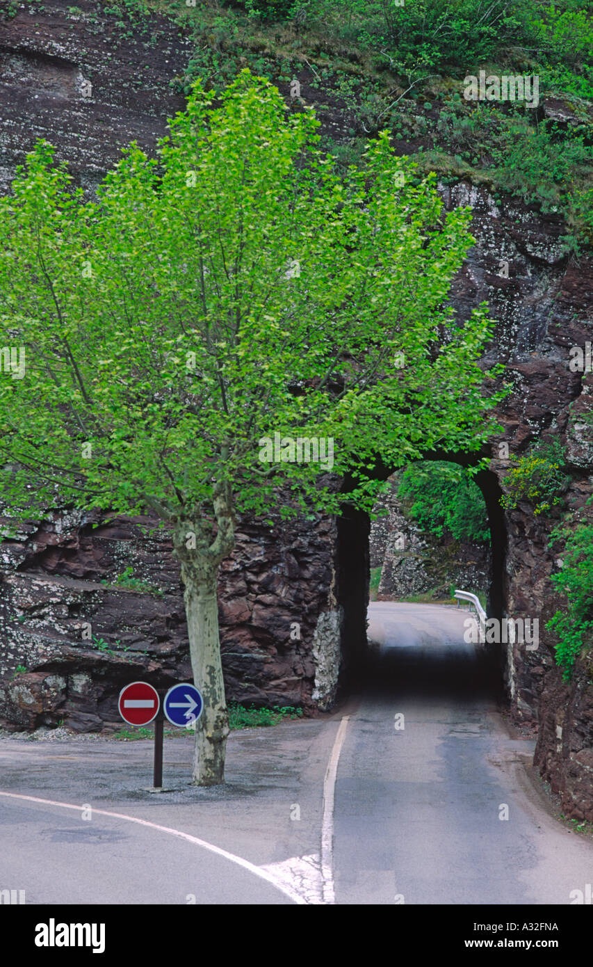 Albero solitario dove la strada si divide la Provenza Francia Foto Stock