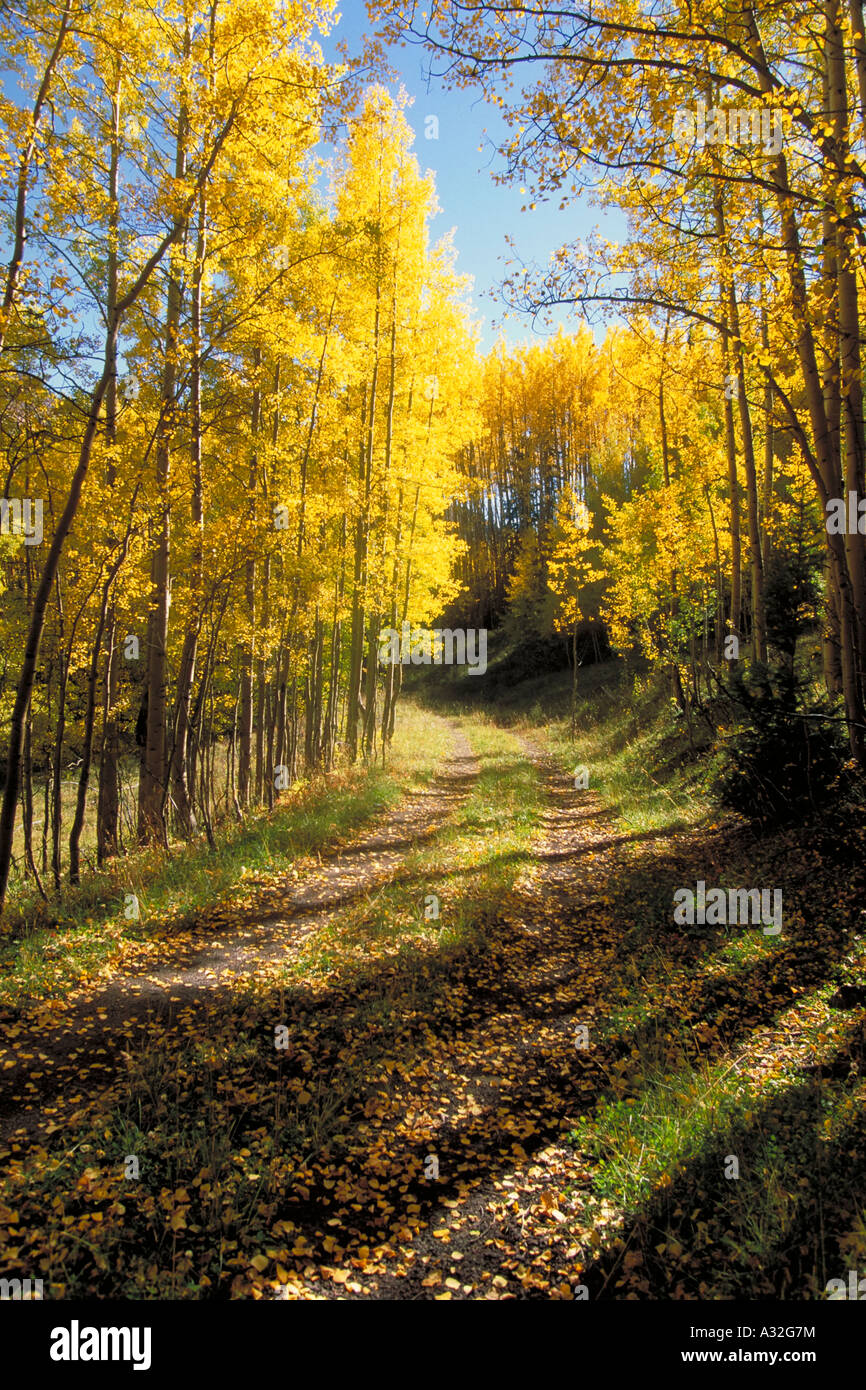 Elk267 6214 Colorado Million Dollar Highway aspens area in autunno Foto Stock