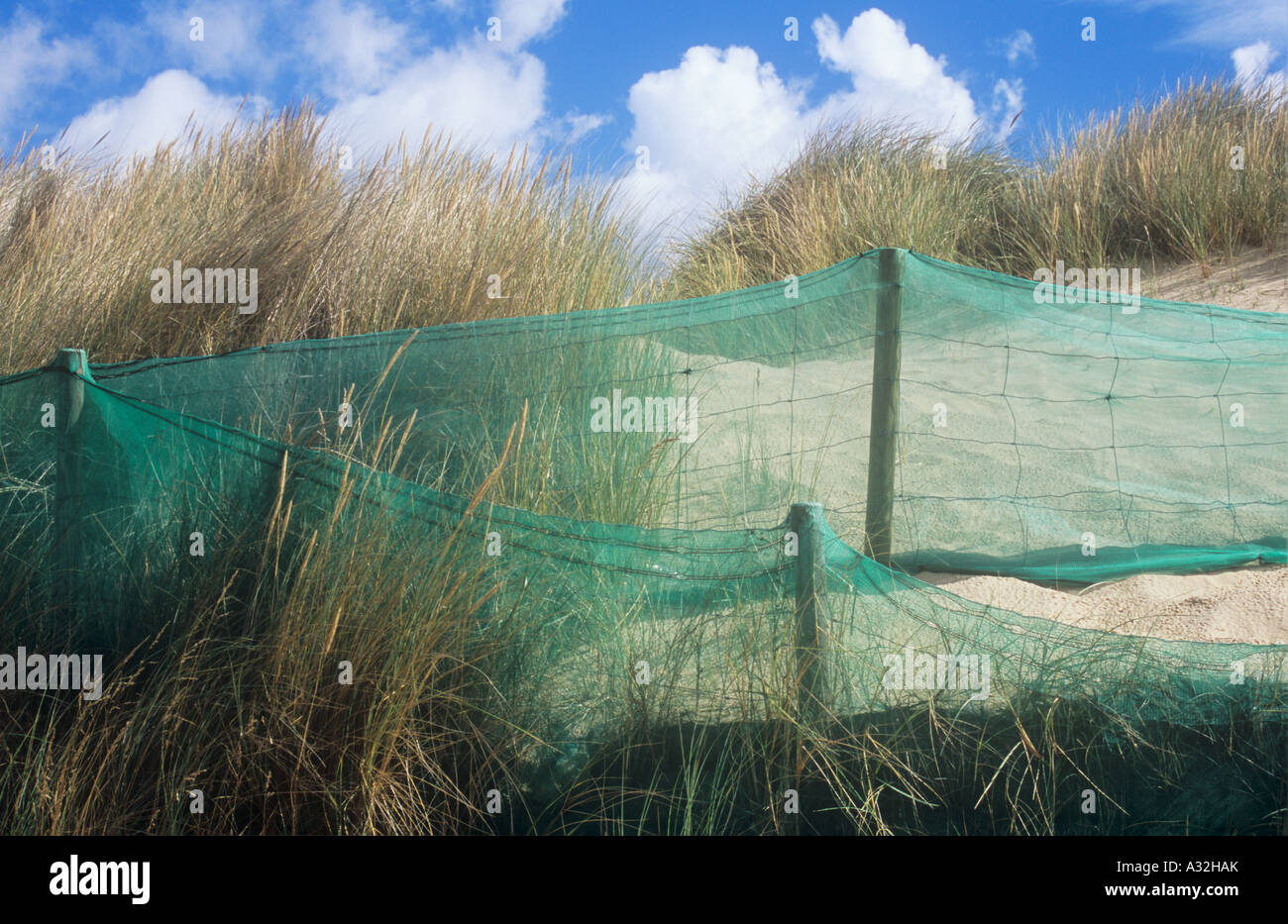 In nylon verde netting e filo e PECORA Recingendo con Marram erba o Ammophila arenaria sulle dune di sabbia con cielo blu Foto Stock