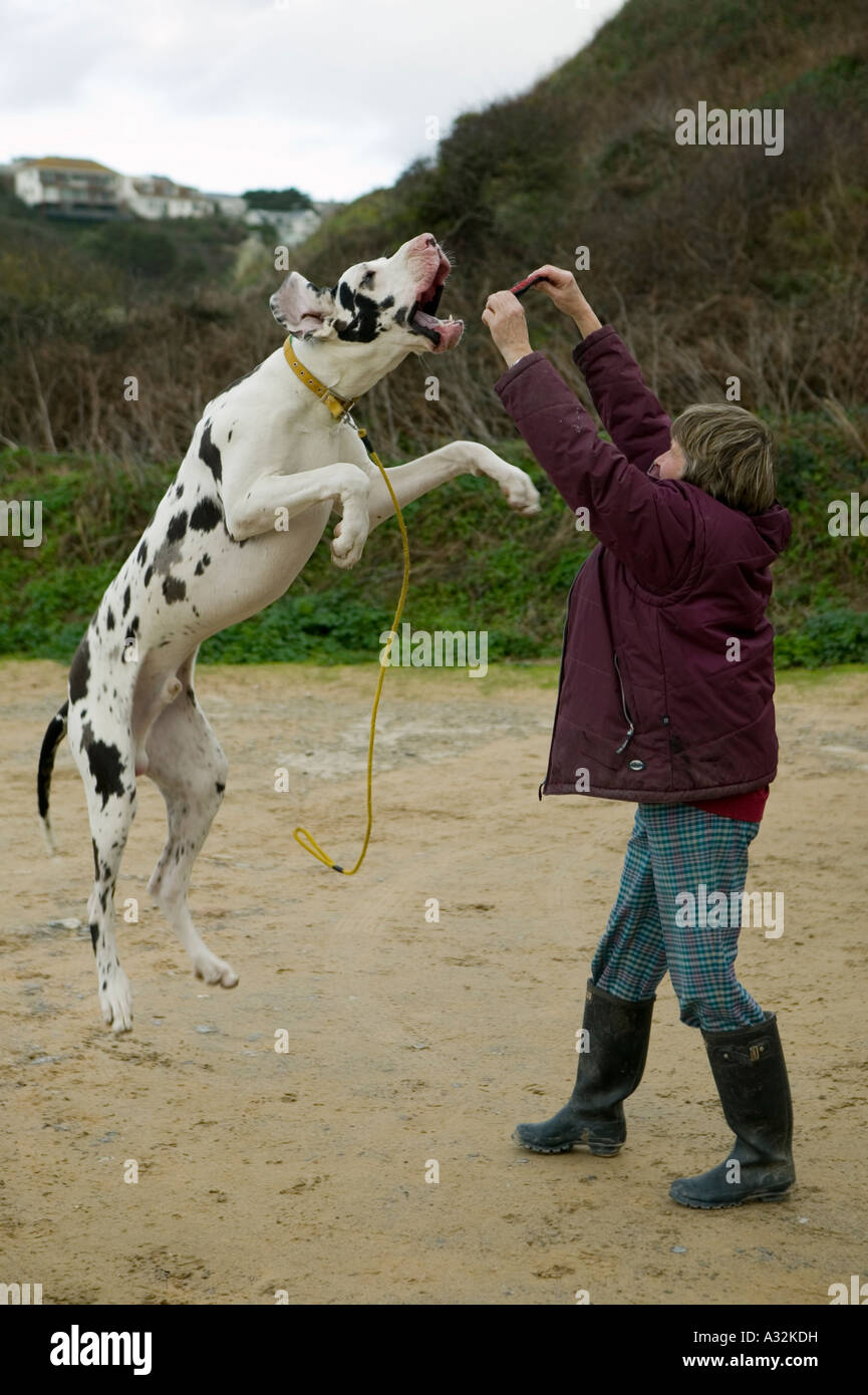 Harlequin Great Dane salta per il suo proprietario. Foto Stock