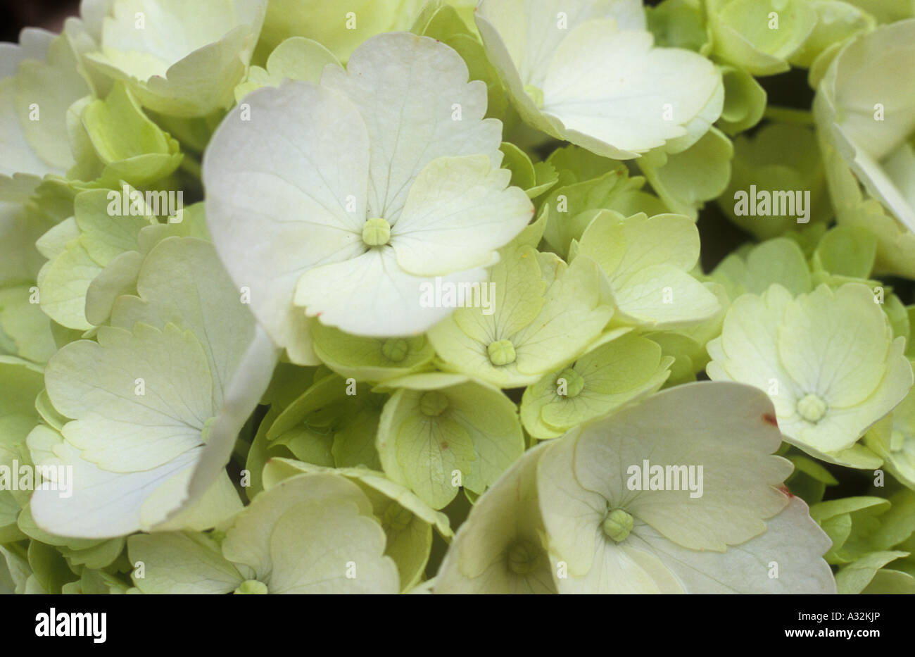 Close up di delicati cremosa di colore bianco o verde pallido-flowerlets bianco di un mophead Hydrangea macrophylla Foto Stock