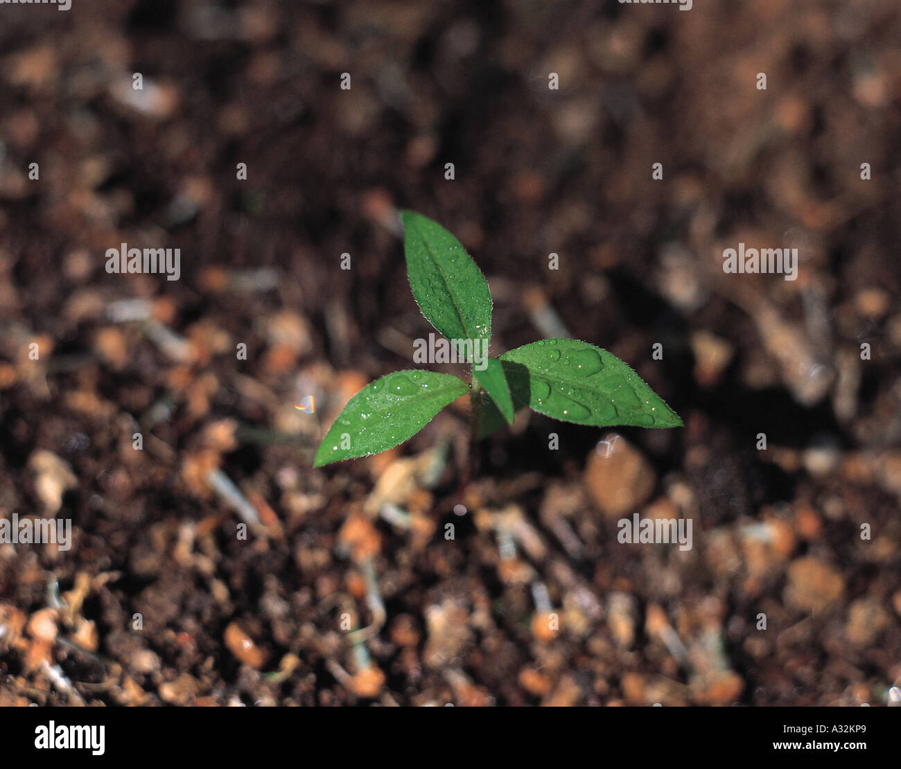 Un germoglio spinto fuori dal terreno Foto Stock