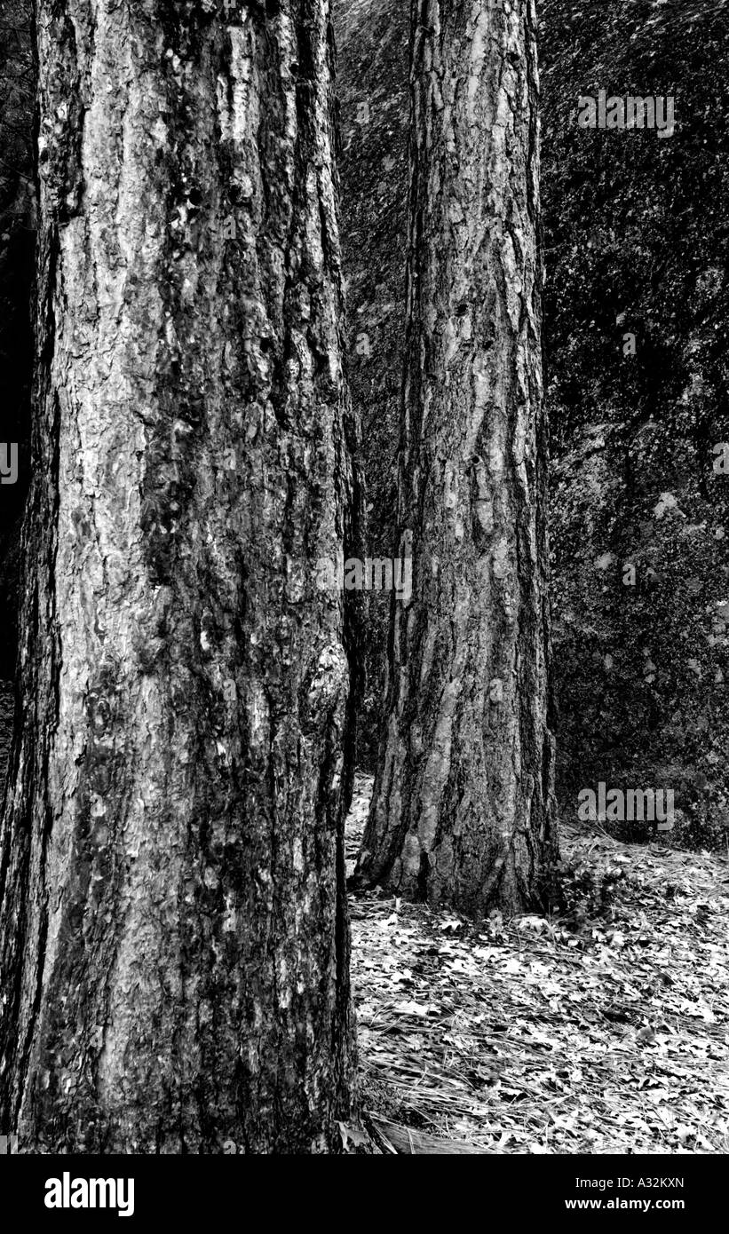 Tronchi di pini nel Parco Nazionale di Yosemite USA Foto Stock