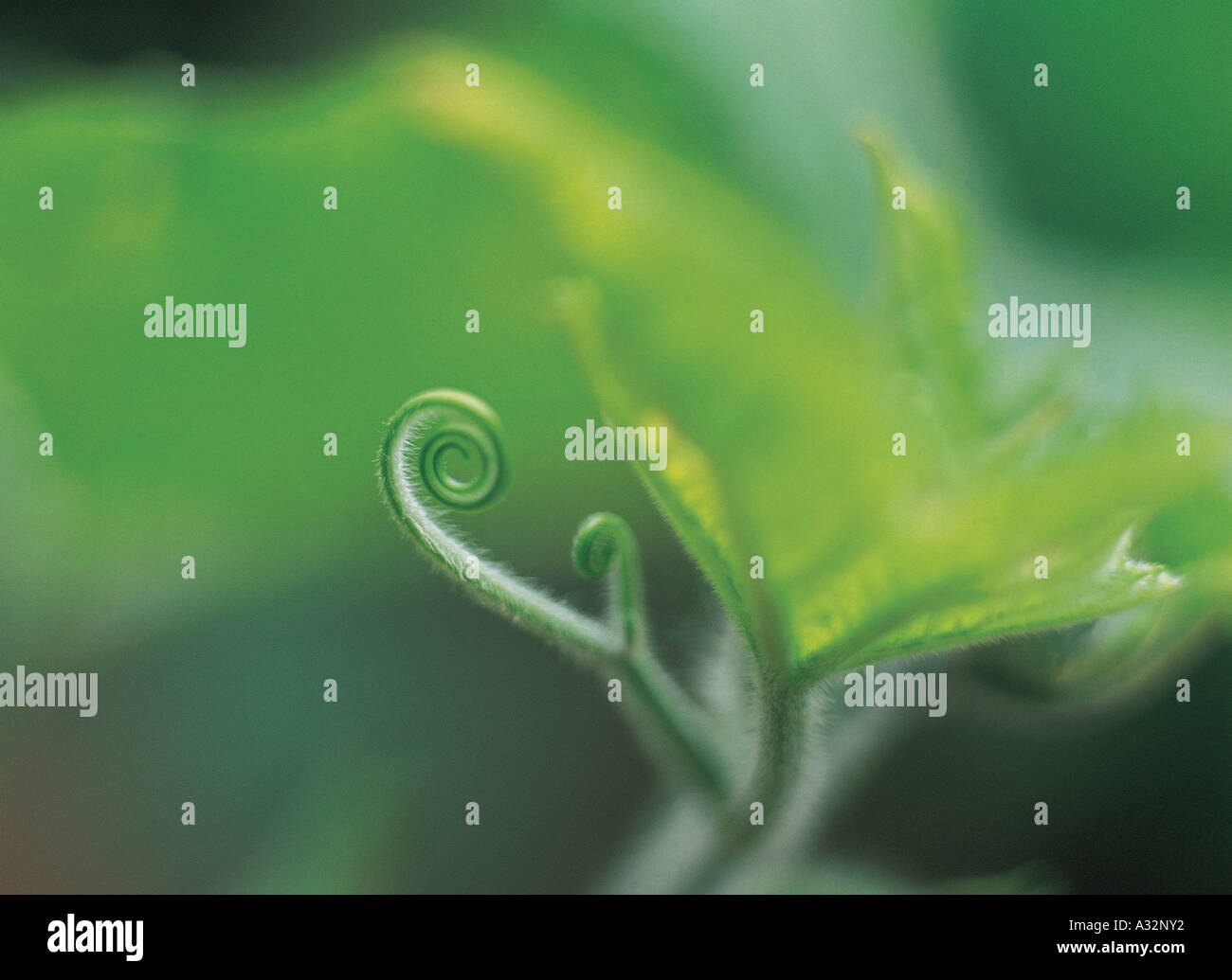 Un nuovo stelo di zucca stato spinto fuori Foto Stock