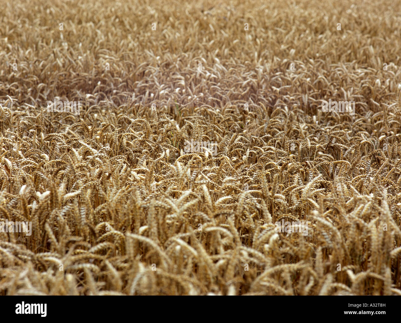 Un quadro dettagliato di un campo di grano Foto Stock
