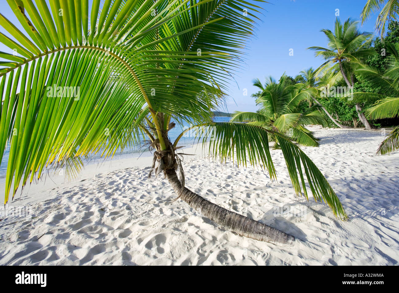 Palme sulla spiaggia di St John, Isole Vergini degli Stati Uniti d'America, Caraibi Foto Stock