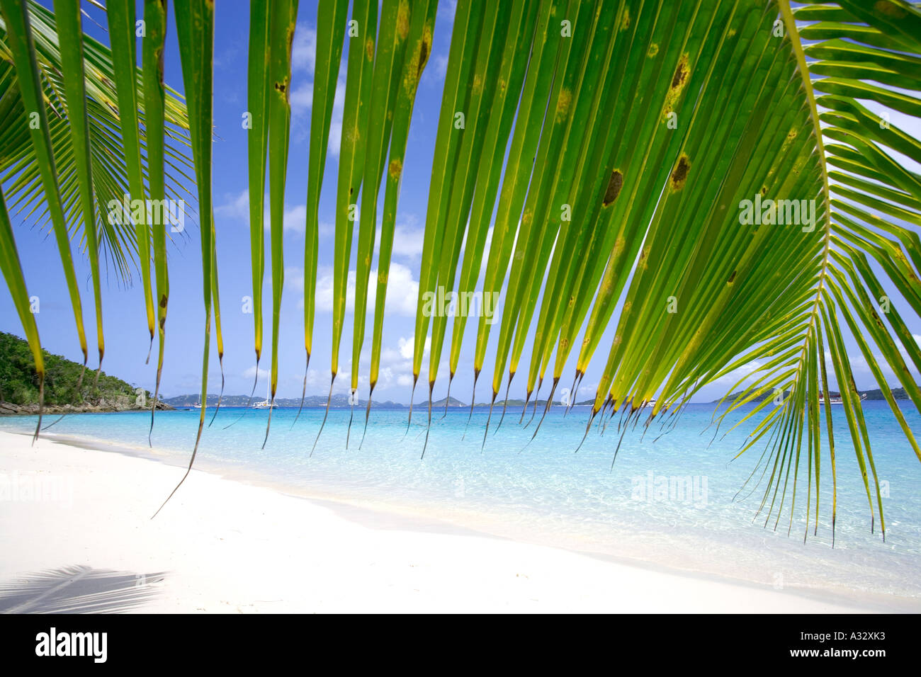 Palm frond appesa sopra la spiaggia tropicale in Isole Vergini, dei Caraibi Foto Stock
