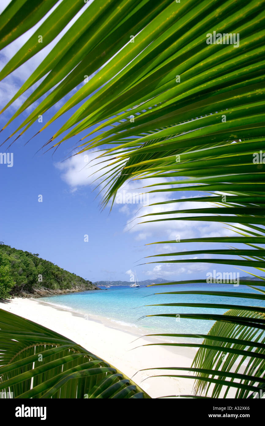Vista attraverso gli alberi di palma tropical beach negli Stati Uniti Isole Vergini dei Caraibi. Foto Stock