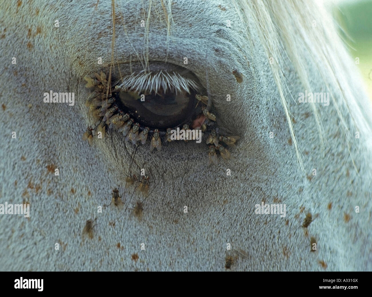 Occhio circondato con mosche di un cavallo bianco Foto Stock