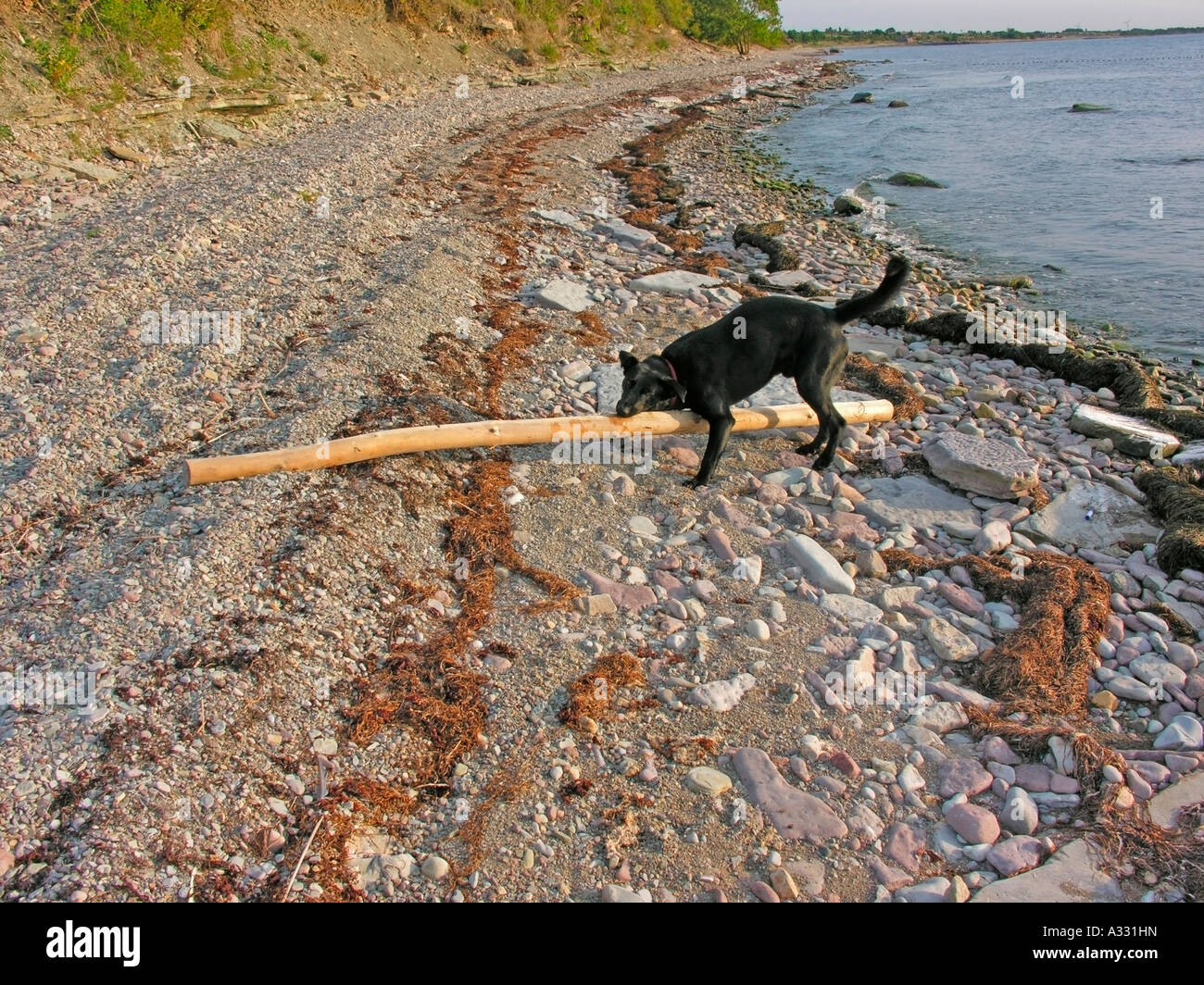 PR cane nero sul filamento il recupero di portante un grosso bastone lungo log Foto Stock