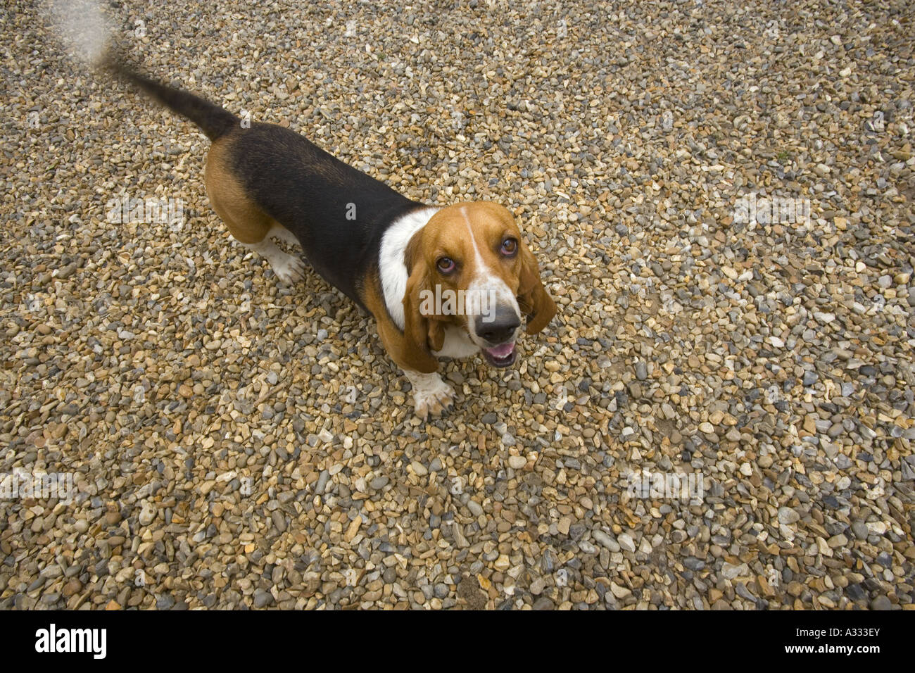 Ritratto di Basset Hound in ambiente domestico Foto Stock