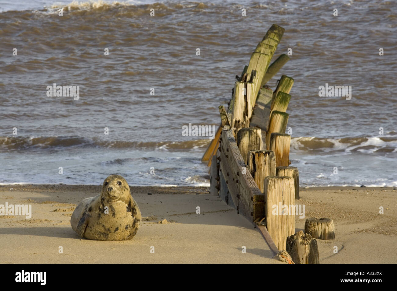 Le guarnizioni di tenuta comune Phoca vitulin sul banco di sabbia a Winterton Norfolk Foto Stock