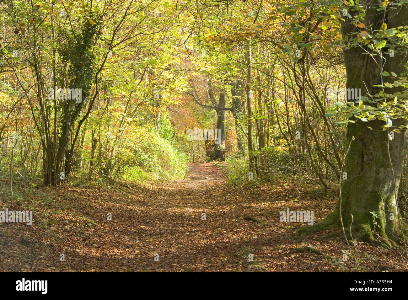 Un bridleway attraverso Cotswold faggete in autunno a Crickley Hill, Gloucestershire Foto Stock