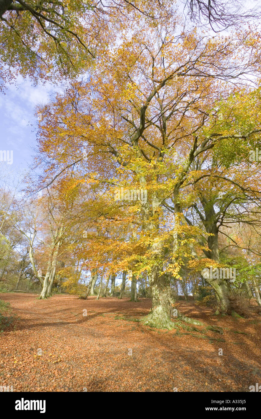 Cotswold faggete in autunno a Crickley Hill, Gloucestershire Foto Stock