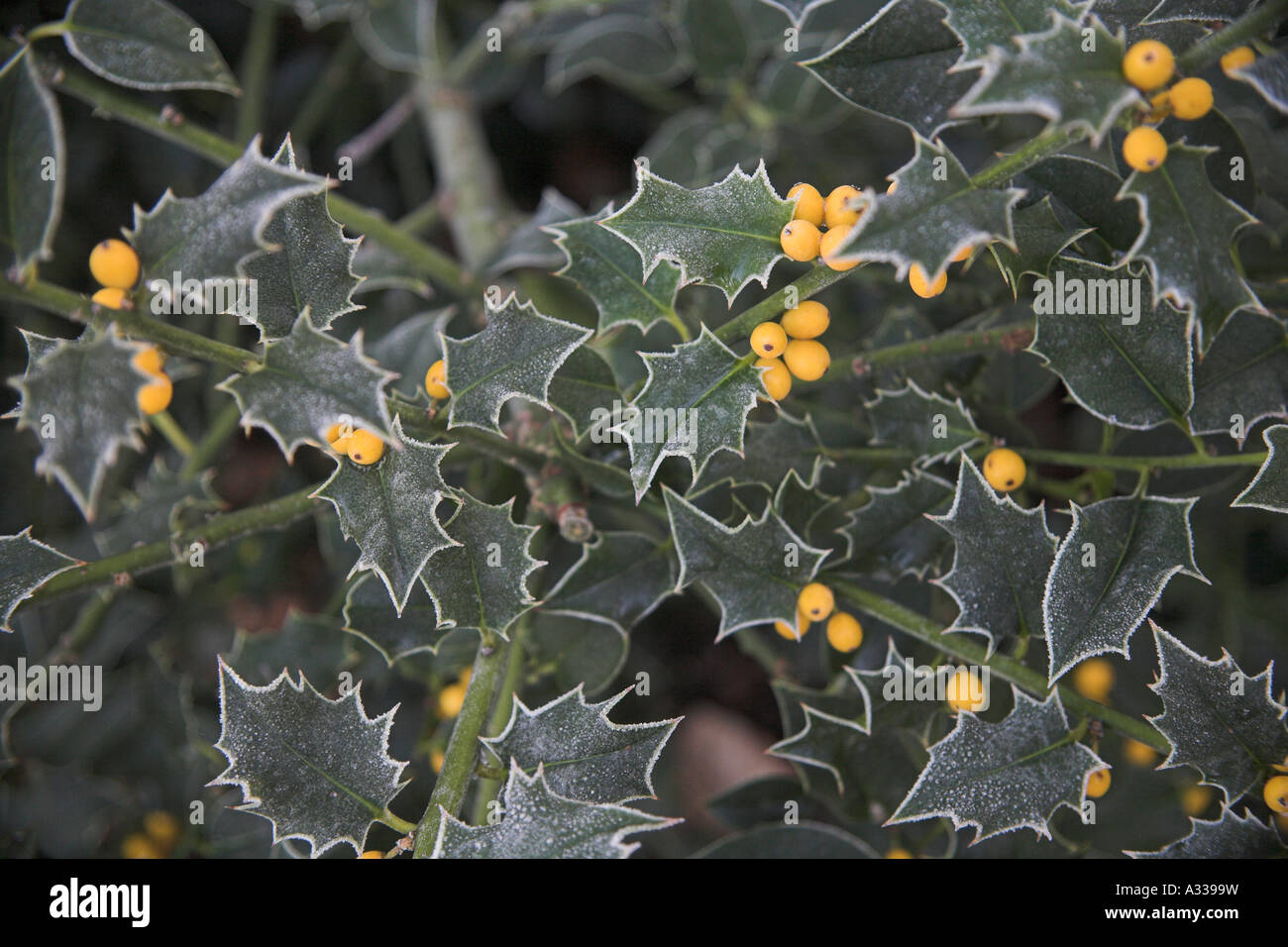 Agrifoglio decorativo bush ramoscello ramo giallo berry frost congelati congelati freddo inverno Foto Stock