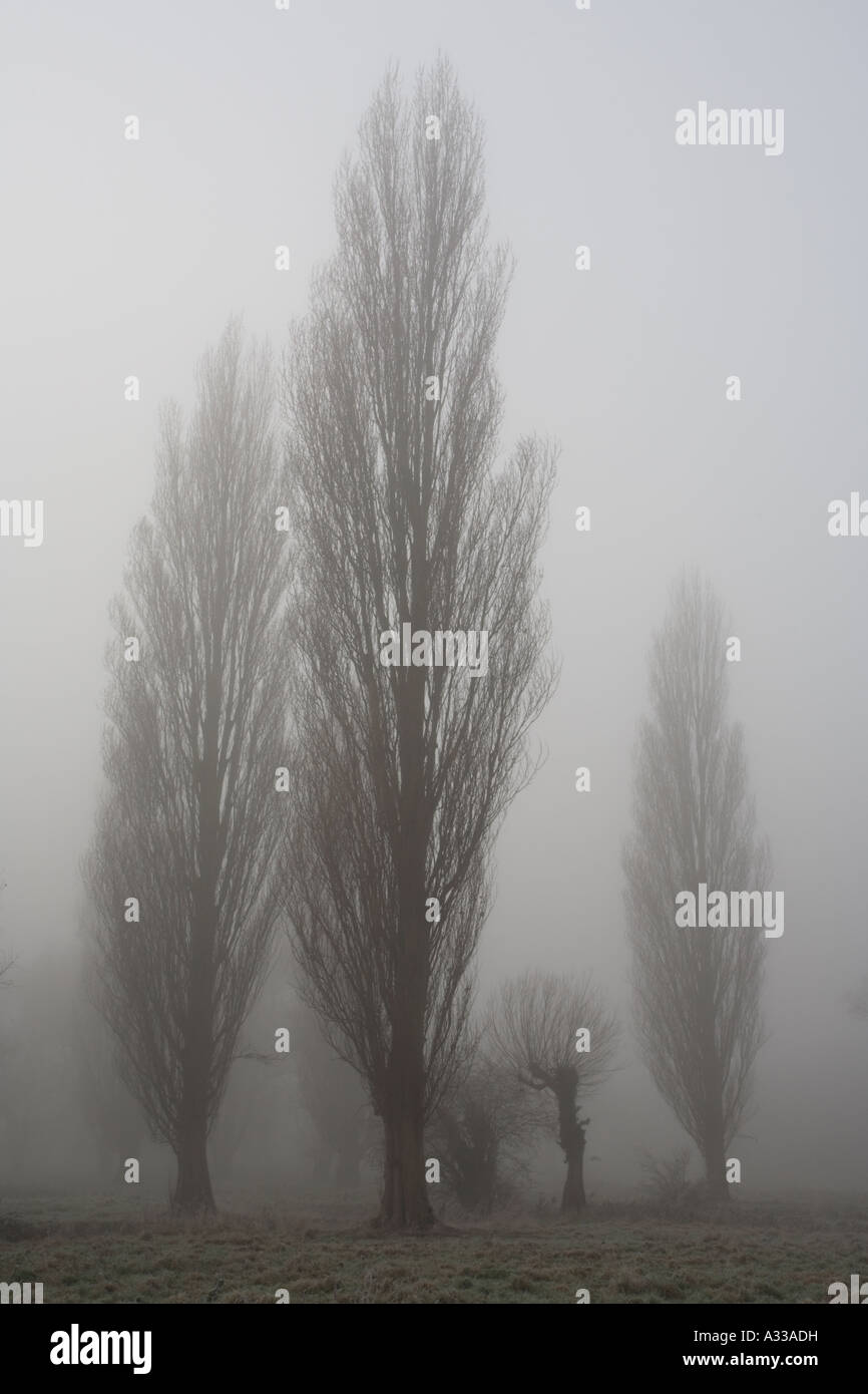 Pioppi nella nebbia Fen Causeway Cambridge Foto Stock