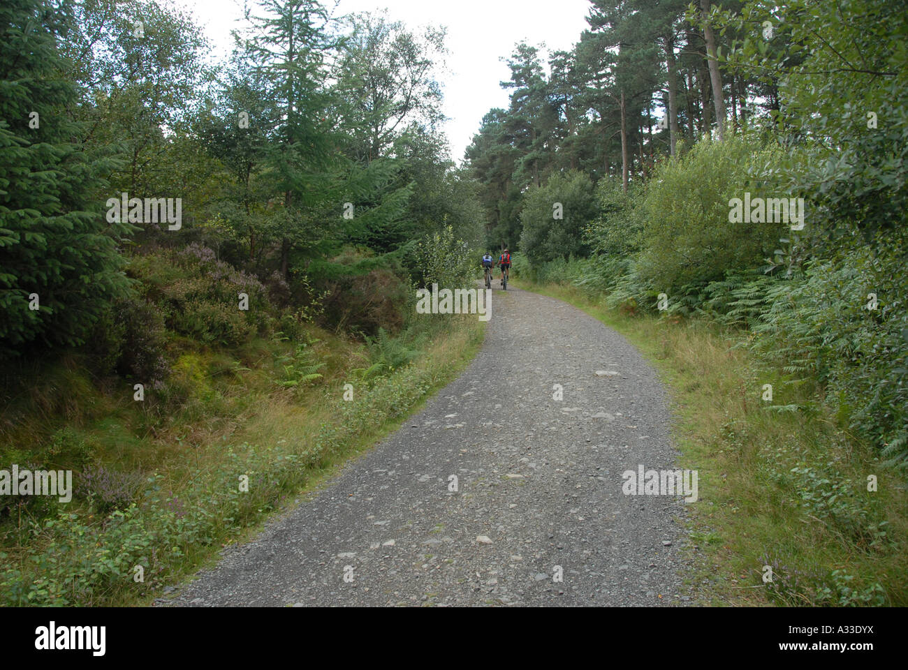 Mountain Bike Gwydyr Forest Snowdonia North West Wales Foto Stock