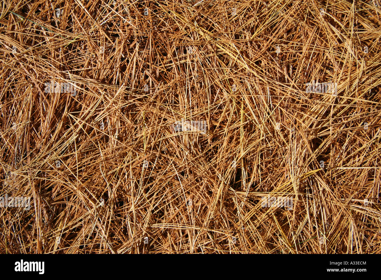 Ago di pino sfondo. Foto Stock