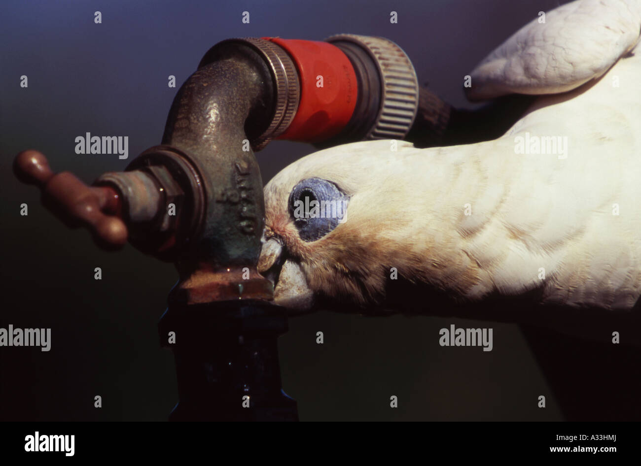 Breve fatturati Corella Cacatua sanguinea bere dal rubinetto che perde i territori del Nord Australia Foto Stock