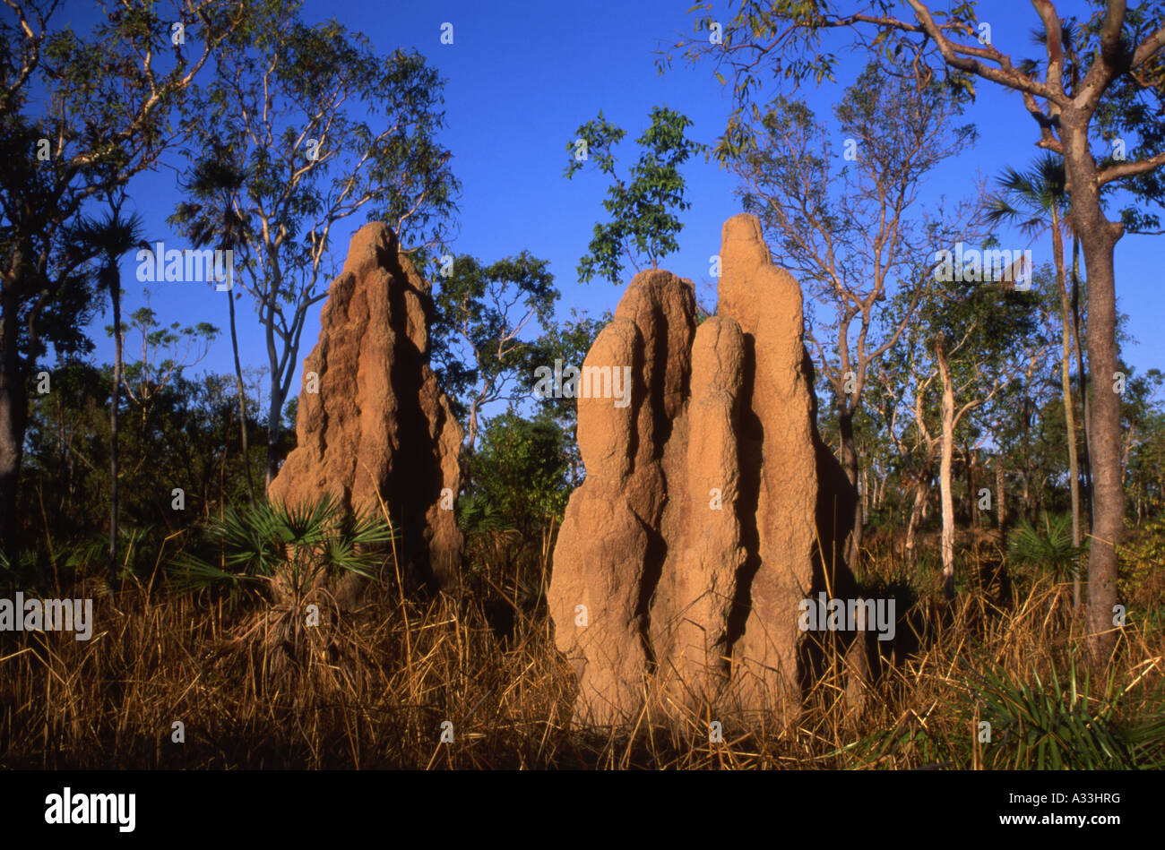 Cattedrale Termite Nasutitermes triodiae Mounds nel Parco Nazionale di Litchfield di Territorio del Nord Australia Foto Stock