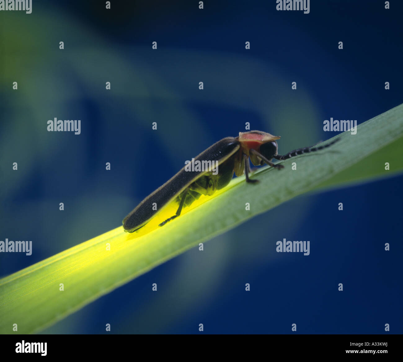 LIGHTNING BUG; FIREFLY; comune orientale (LUCCIOLA PHOTINUS PYRALIS) adulto su erba; la bioluminescenza Foto Stock
