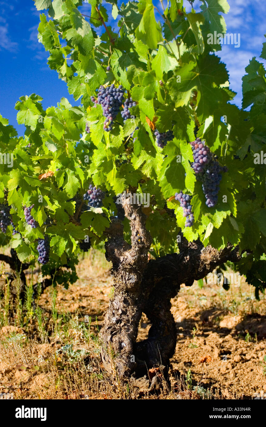 Vino rosso uve maturano sui tralci nella Shenandoah Valley della Sierra Nevada foothills della California. Foto Stock