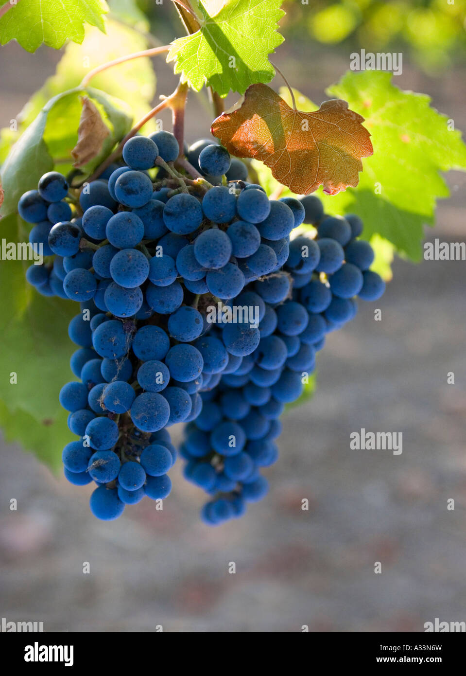 Syrah vino rosso uve maturano sui tralci nella valle del Sacramento della California del nord. Foto Stock