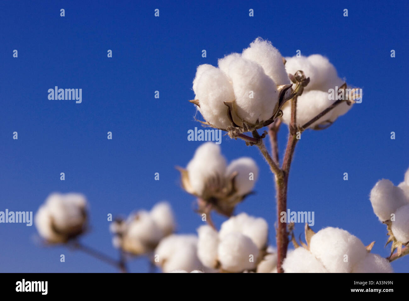 Cotone mature boll, Valle di Sacramento, California settentrionale. Foto Stock