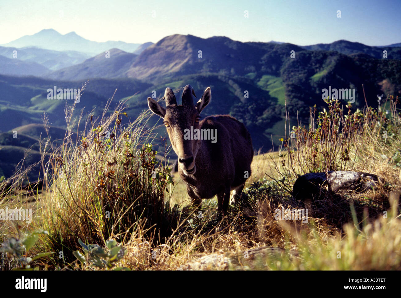 NILGIRI TAHR IN RAJAMALAI MUNNAR KERALA Foto Stock