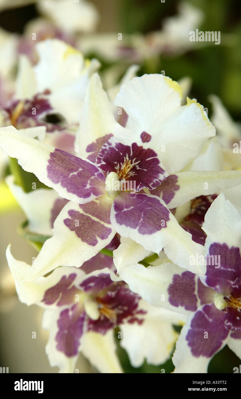 Orchidea Foto Stock