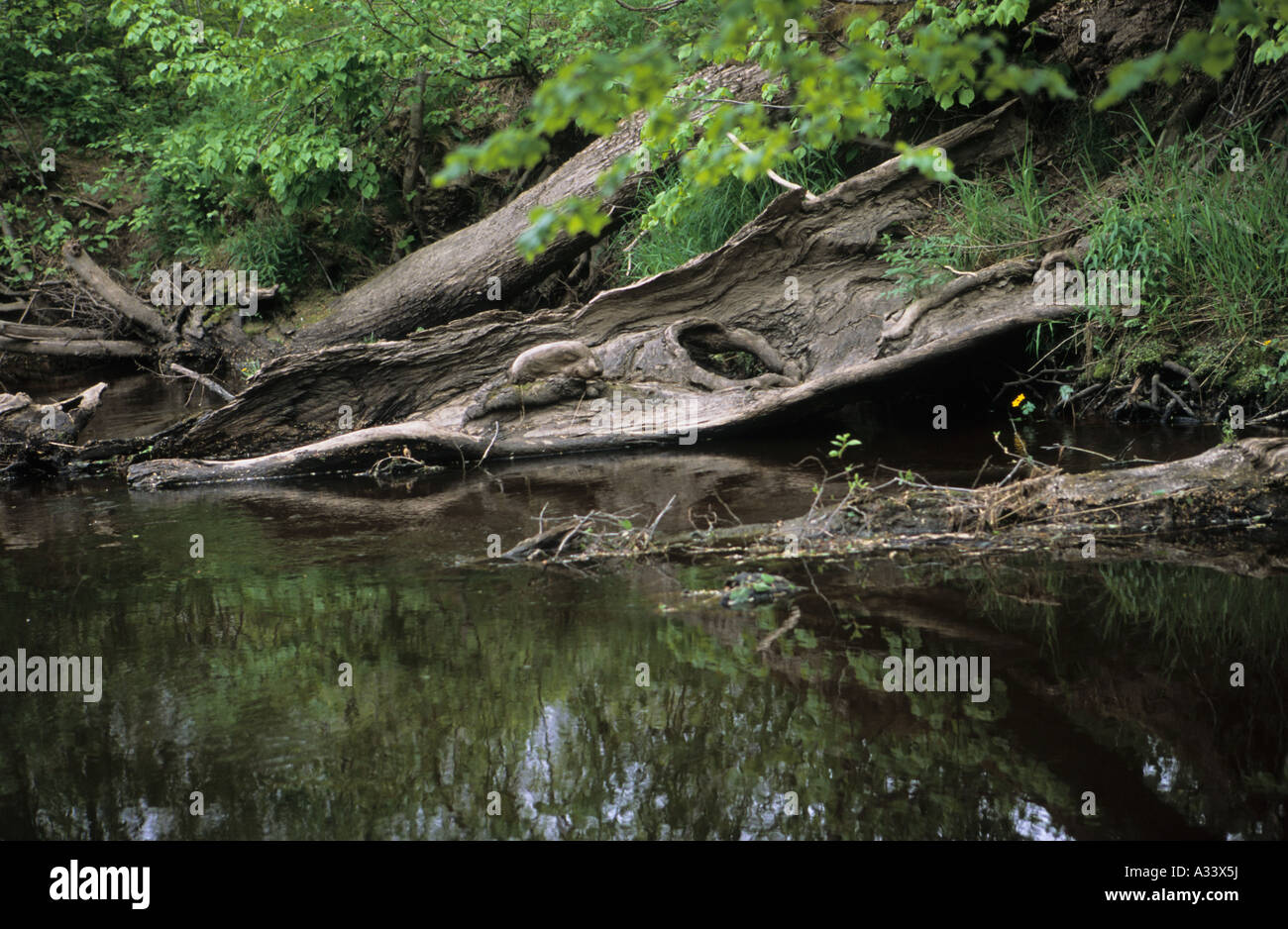 Fiume Rakupe riserva Kurzeme Lettonia Foto Stock