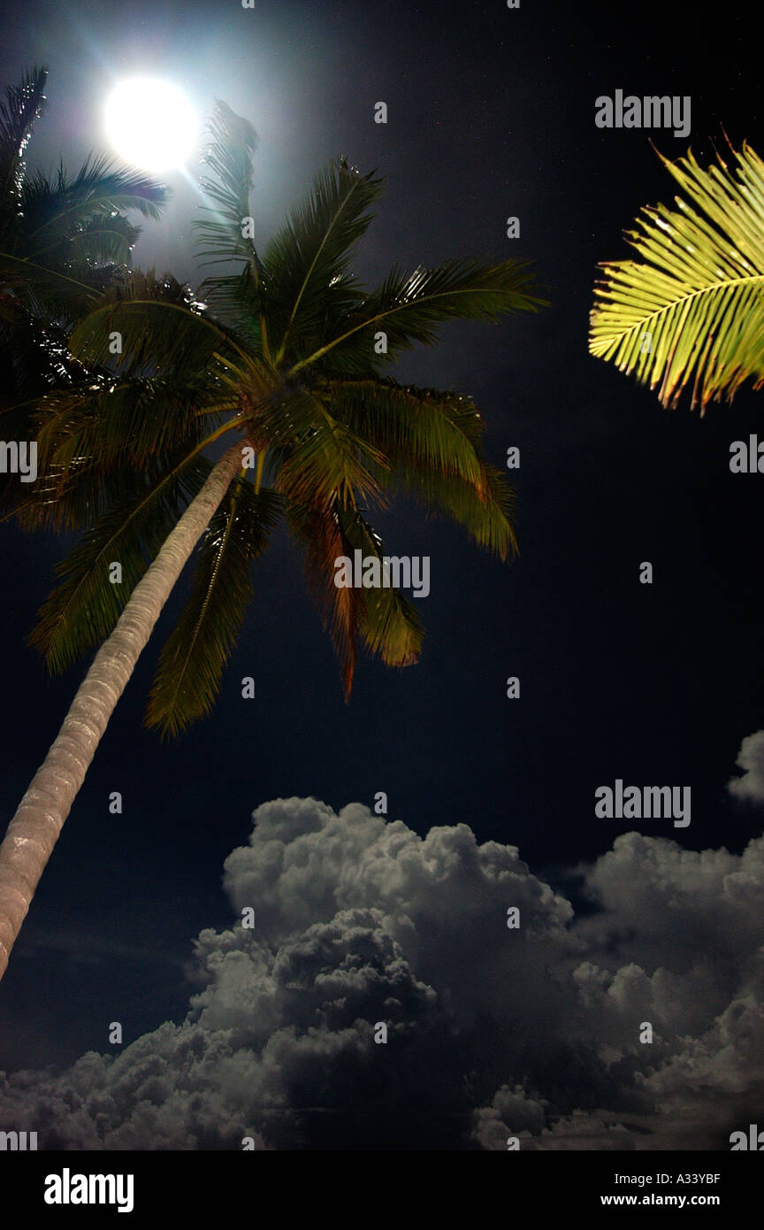 Palm tree moon Haad Yao beach Ko Phan Gan isola della Thailandia Foto Stock