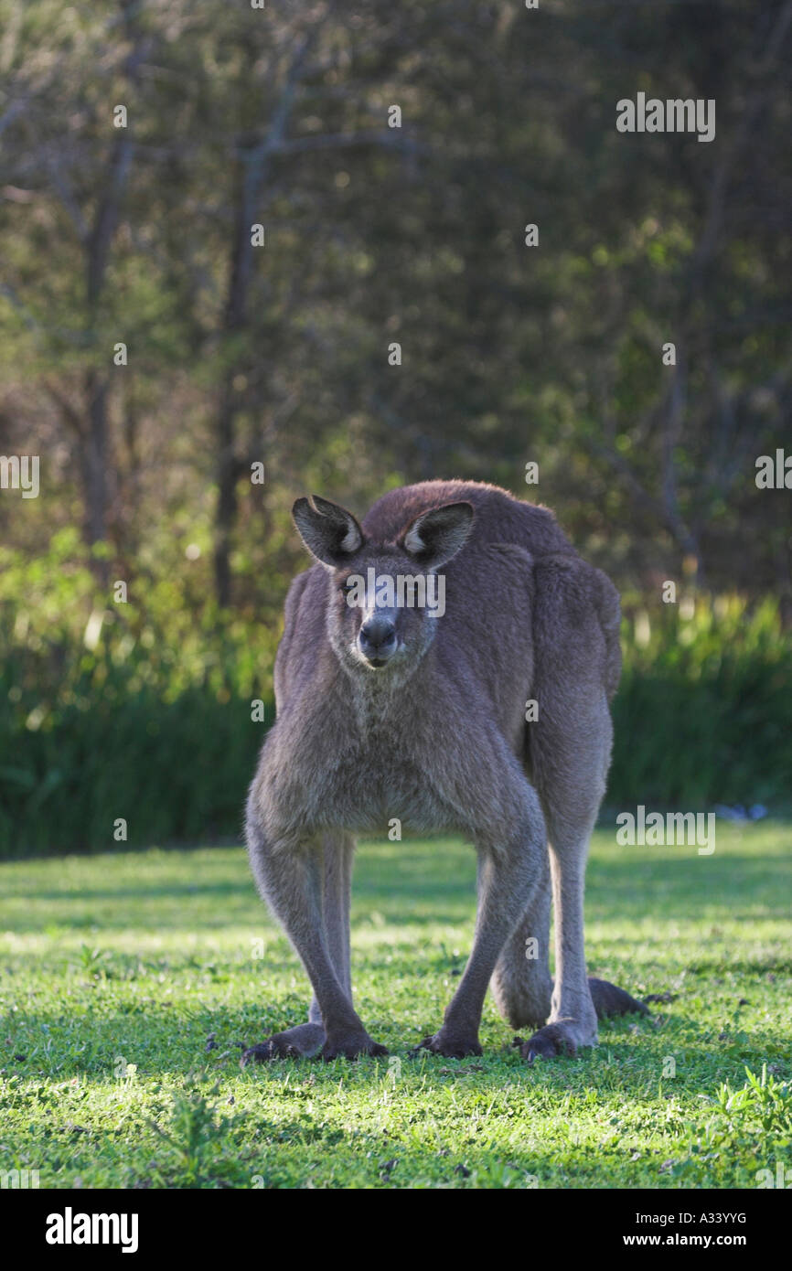 Grigio orientale canguri macropus giganteus, maschio singolo Foto Stock