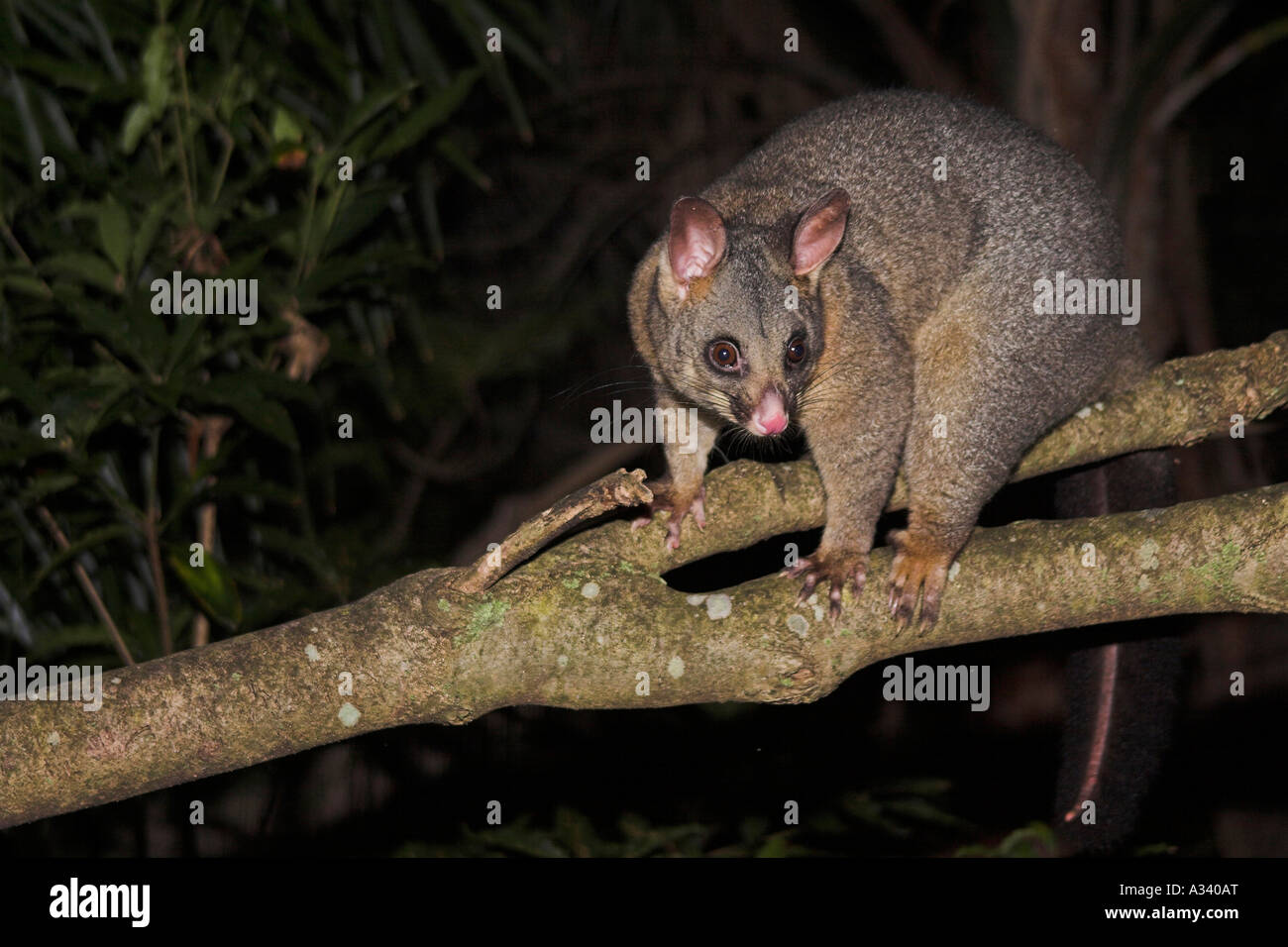 Common brushtail possum, trichosurus volpetta singolo adulto in una struttura ad albero Foto Stock