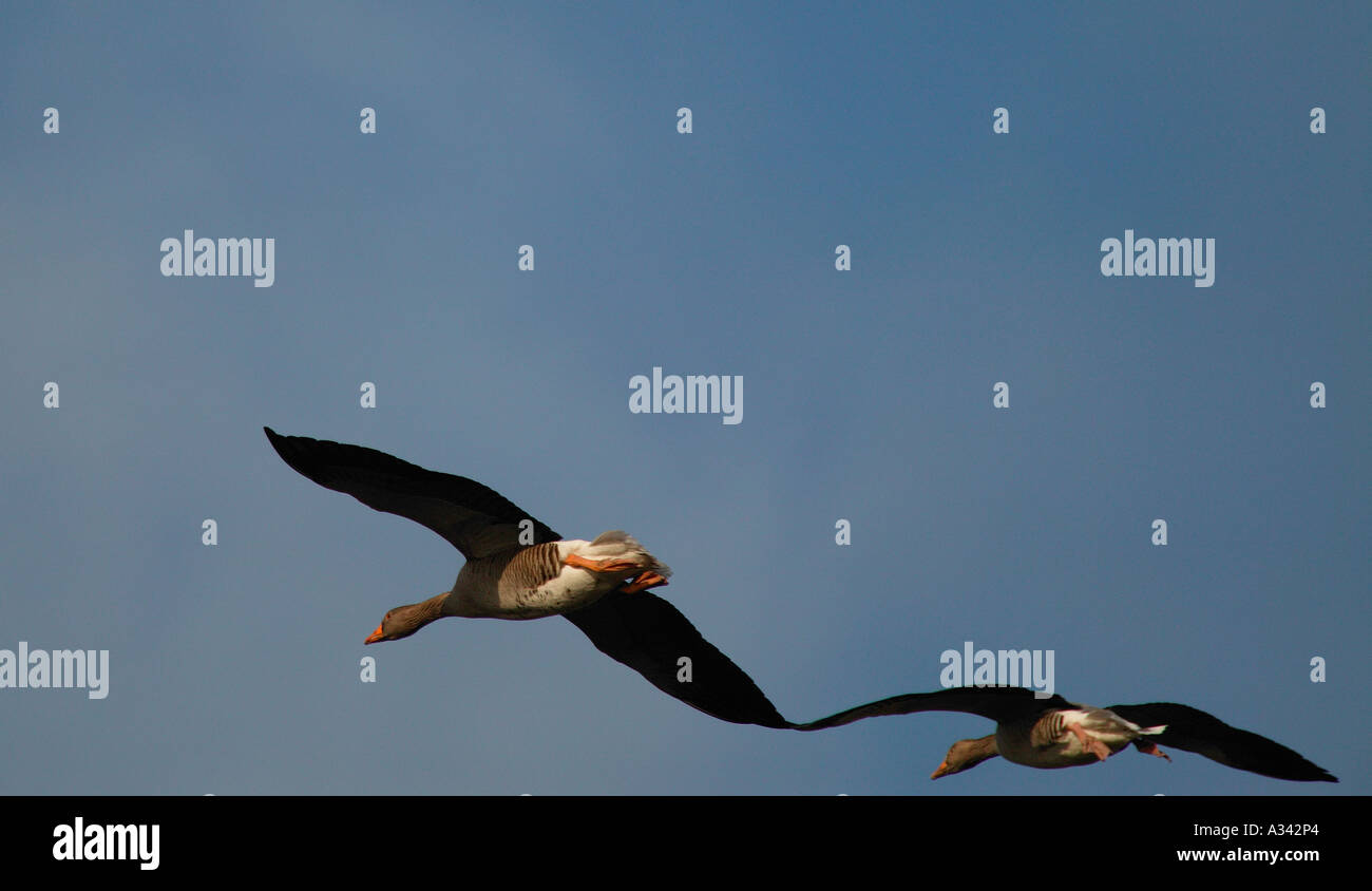 Due oche Graylag (Anser anser), in volo contro il cielo blu sopra Loch scozzesi Foto Stock