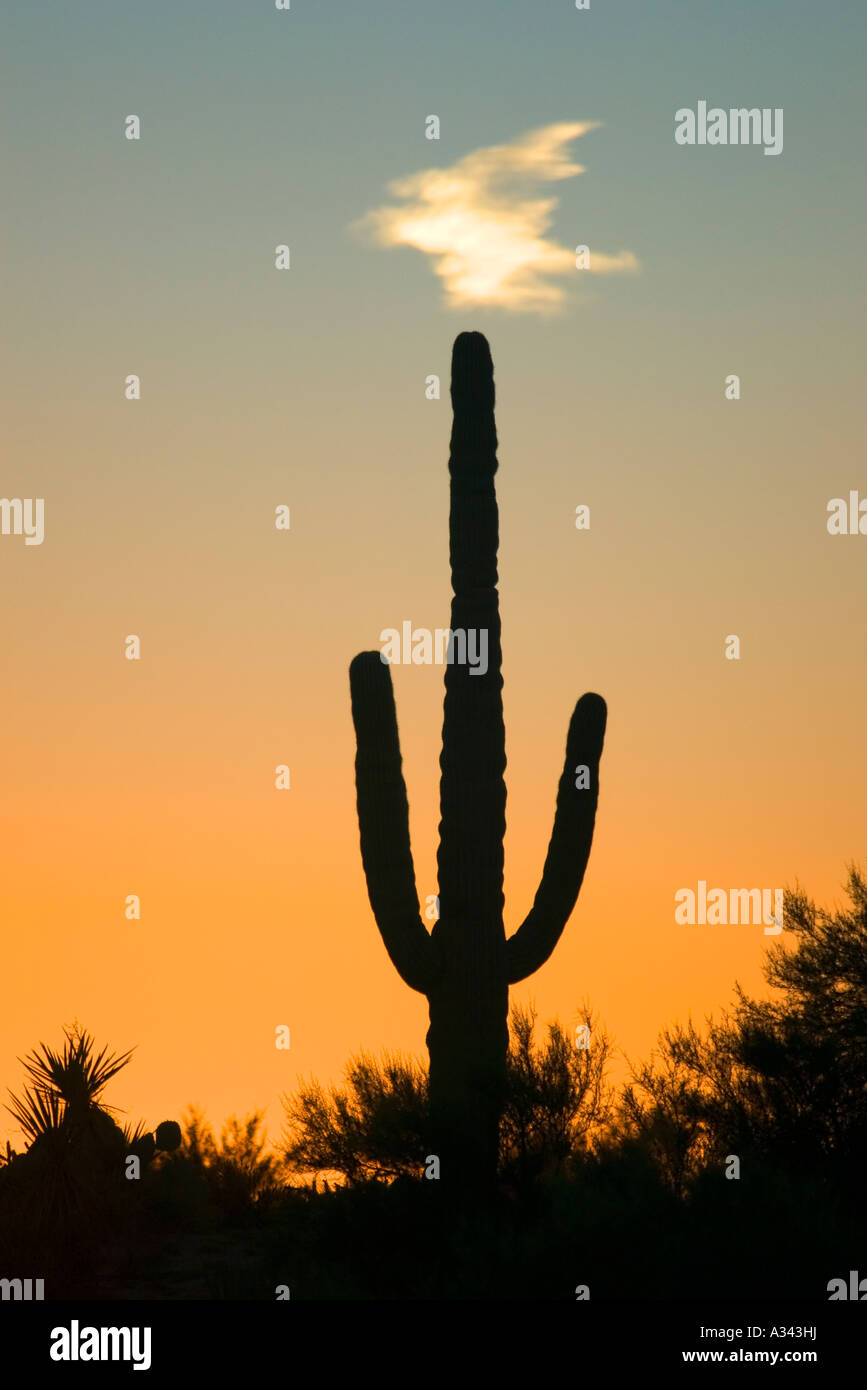 Un cactus Saguaro al tramonto, deserto Sonoran al di fuori di Phoenix, Arizona Foto Stock