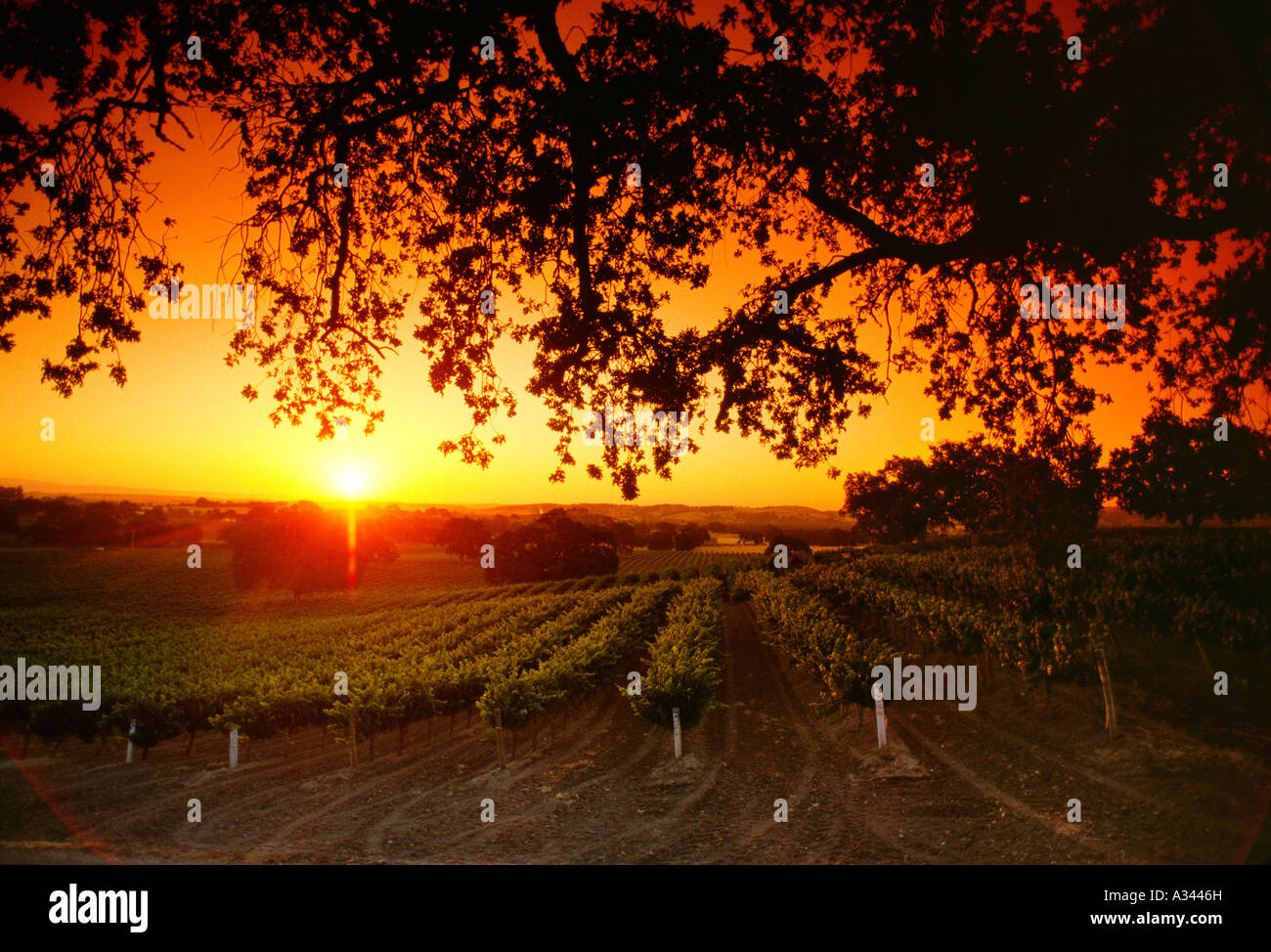 Agricoltura - Vino vigna di uve al tramonto con ramo di quercia stagliano sopra / Paso Robles, California, Stati Uniti d'America. Foto Stock