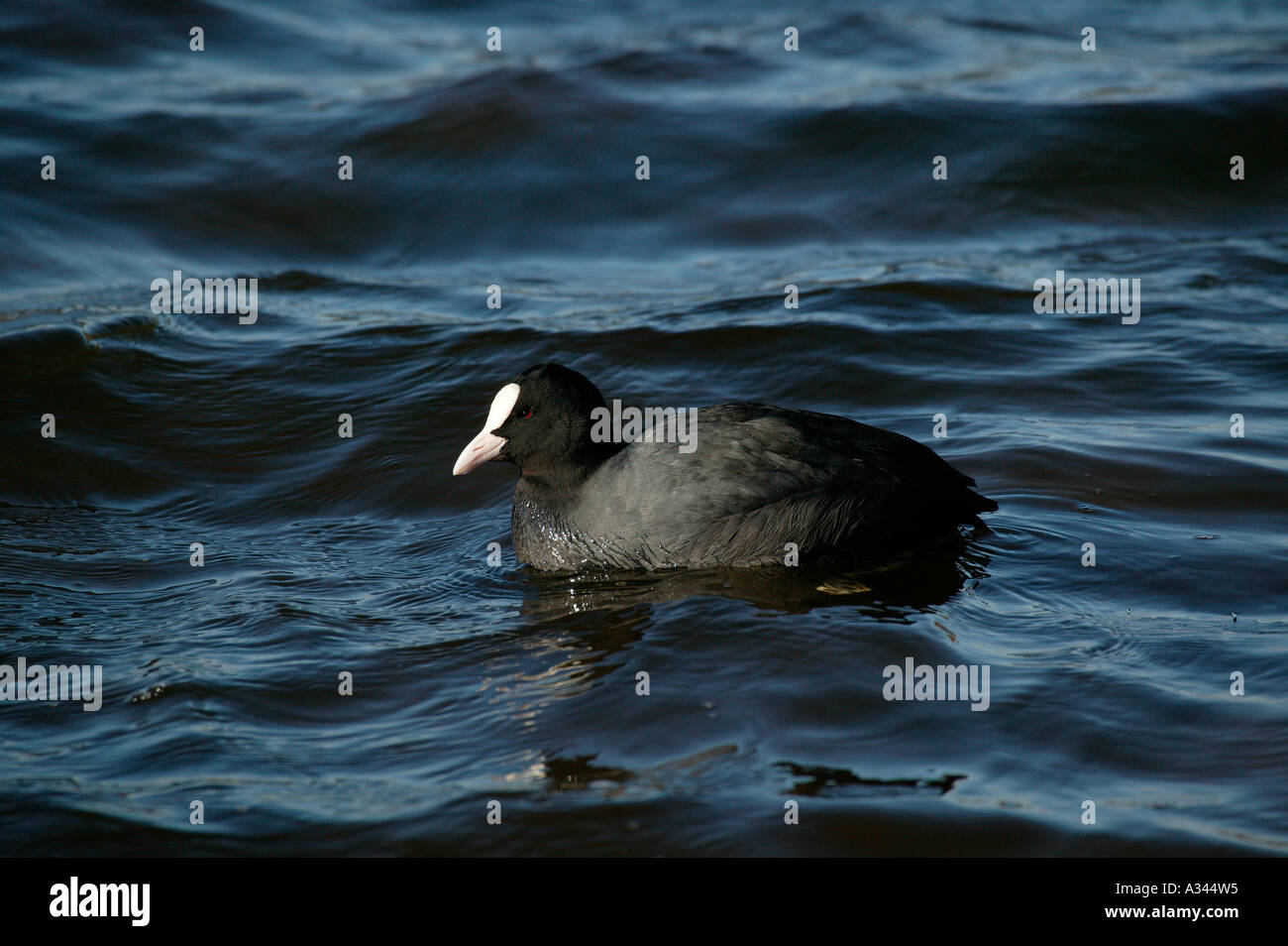 Comune folaga (fulica atra) nuoto a Scottish Loch Foto Stock