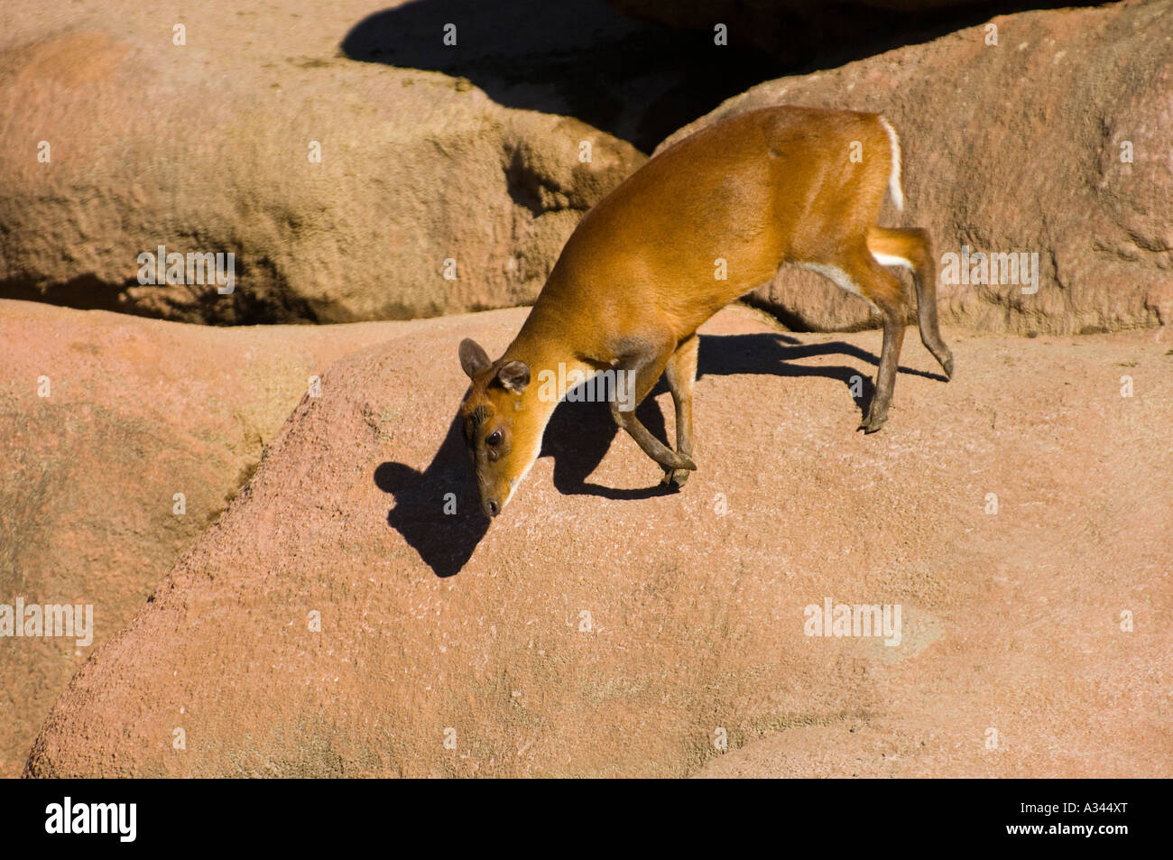 Immagine di un Steenbok percorrendo a piedi una montagna (Raphicerus campestris campestris) Foto Stock