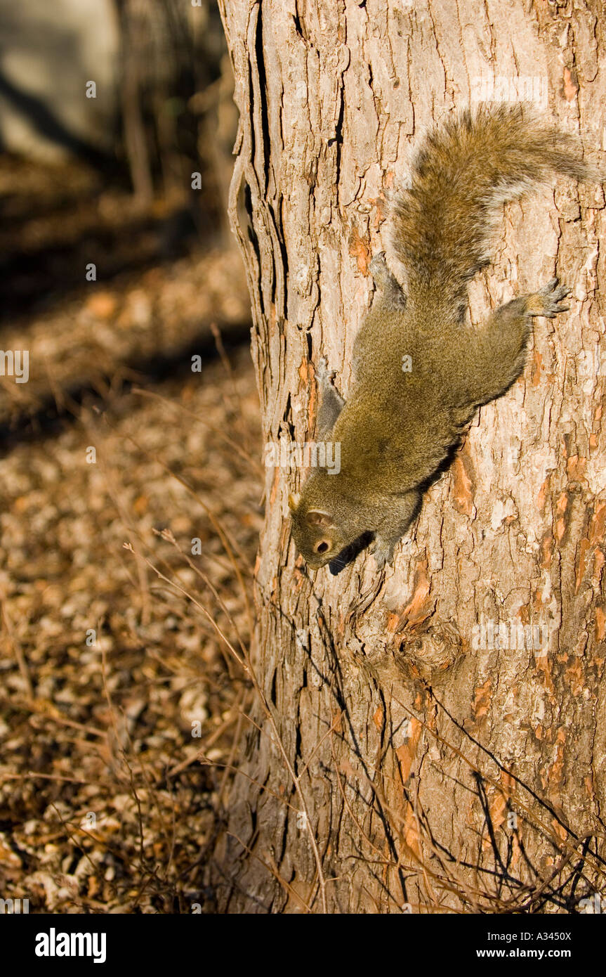 Lo scoiattolo salendo verso il basso su una struttura ad albero Foto Stock