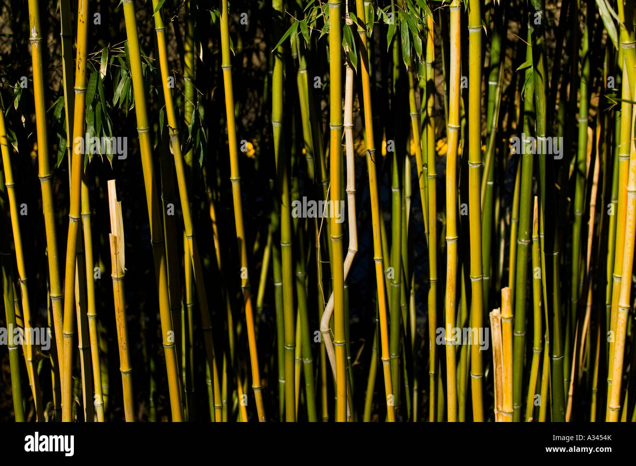 Foresta di bambù Foto Stock