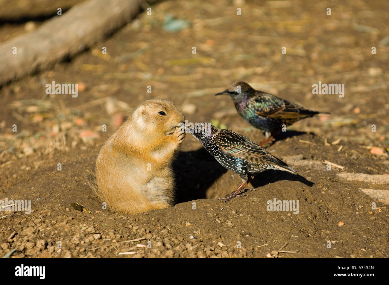 Nero-tailed cane della prateria di mangiare e di due uccelli di guardarlo Foto Stock