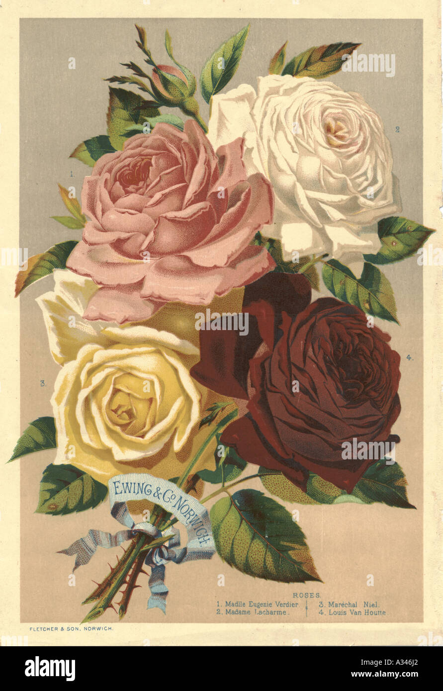 Le rose da Ewing & Co. Norwich, [Norfolk] circa 1890 Foto Stock