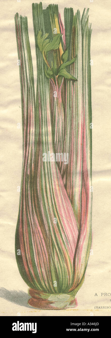 Harrison's Early Rose sedano 1901, un mercato redditizio di verdura Foto Stock