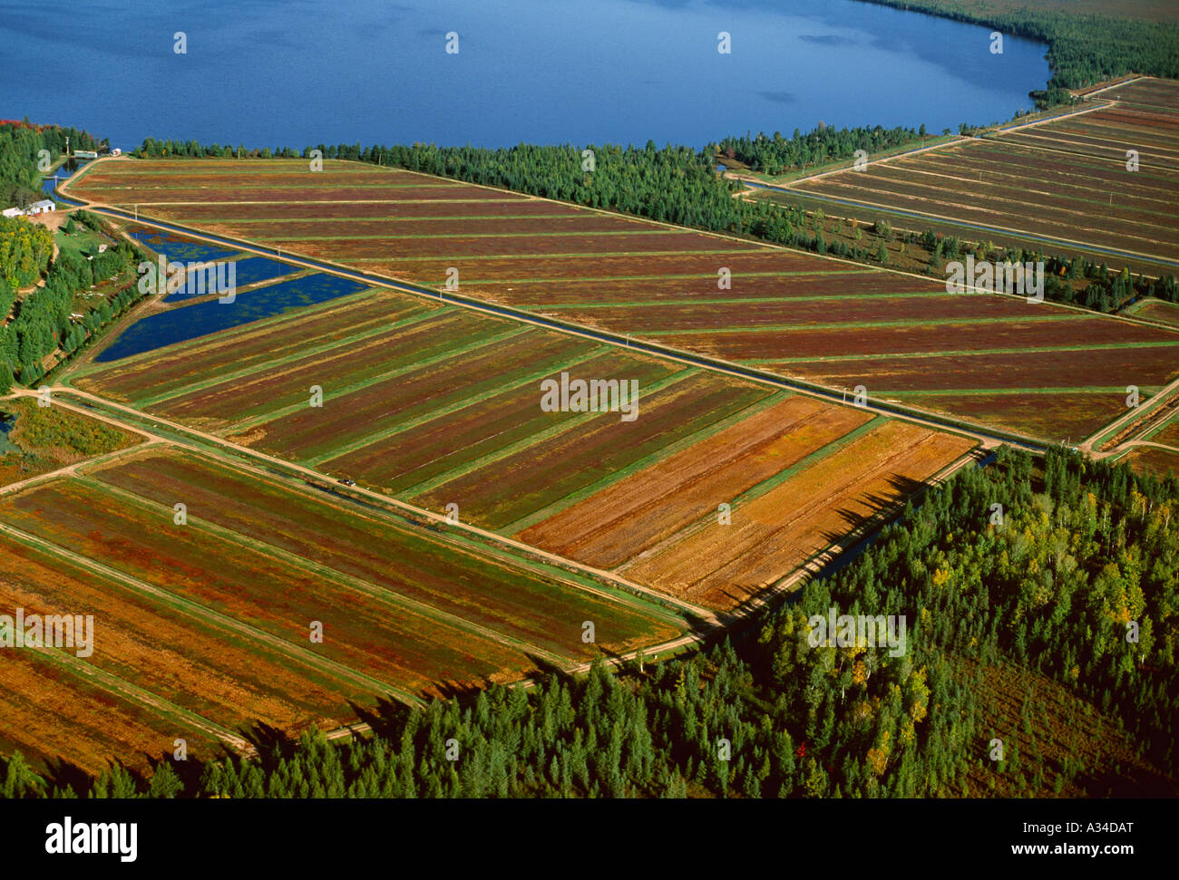 Agricoltura - Vista aerea di un mirtillo palustre bog in autunno durante la vendemmia / Wisconsin settentrionale, STATI UNITI D'AMERICA. Foto Stock