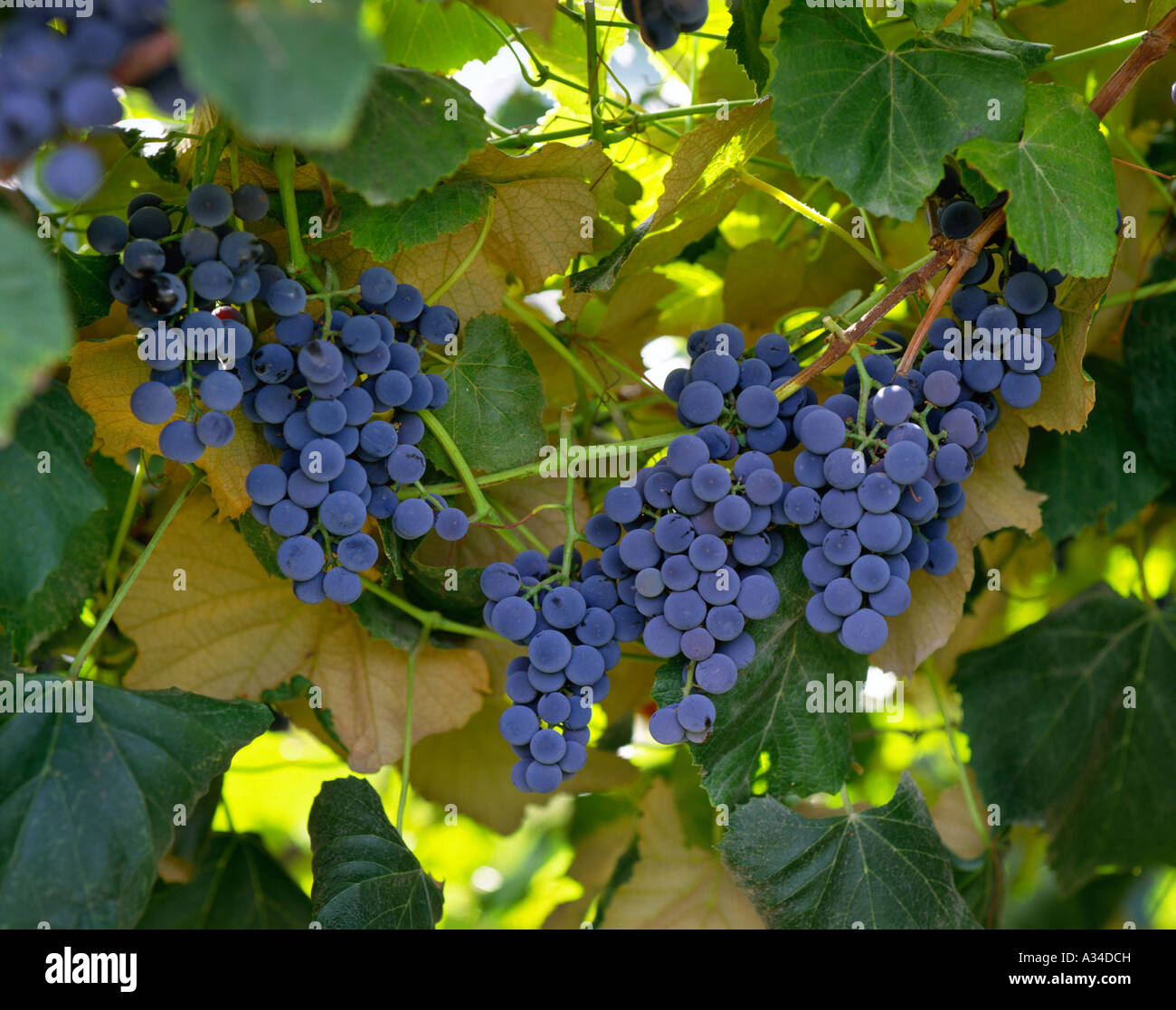 Agricoltura - Concord tabella e di succo di uva sulla vite / Valle di Yakima, Washington, Stati Uniti d'America. Foto Stock