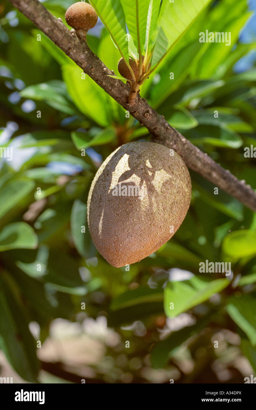 Agricoltura - Mamey Sapote sull'albero un frutto tropicale / Florida, Stati Uniti d'America. Foto Stock