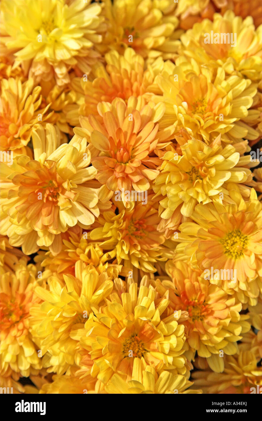 Crisantemo, mamme (crisantemo spec.), infiorescenza (capitula), Garten Foto Stock